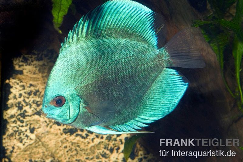 Diskusfisch ASIA-NZ, Symphysodon discus Cobalt Blue, 2 Zoll, 5-6 cm