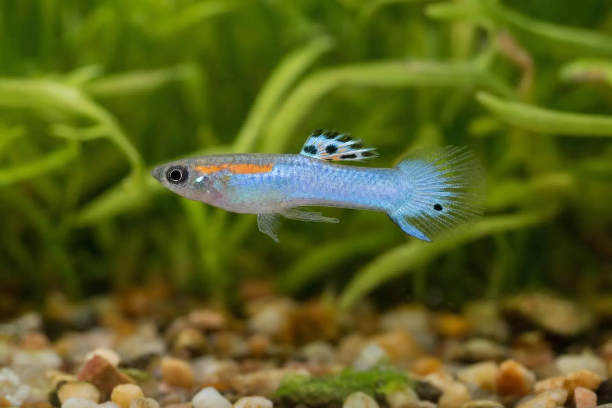 Blue-Sky-Endler-Guppy, Männchen, Poecilia wingei