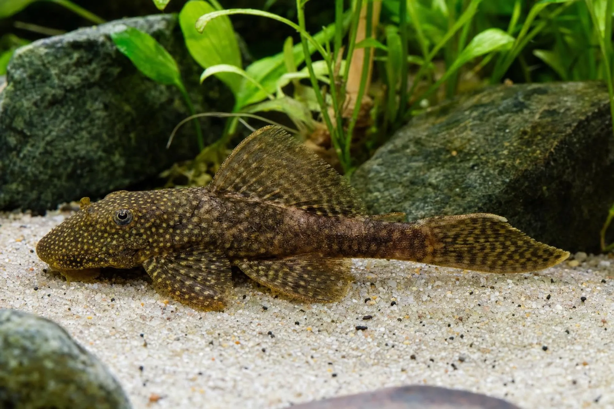 Wurmlinien-Ancistrus L159, Ancistrus luzia