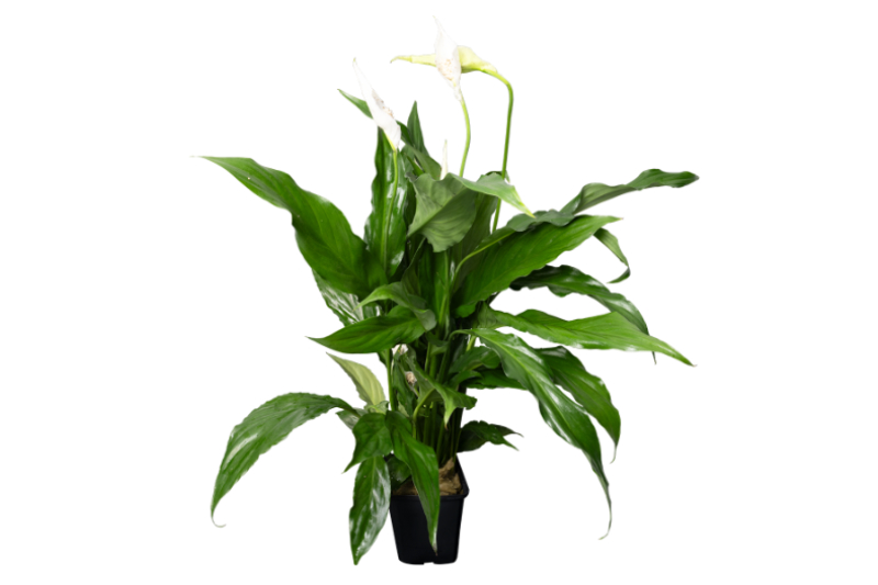 Einblatt, Spathiphyllum wallisii (Terrariumpflanze), im Topf