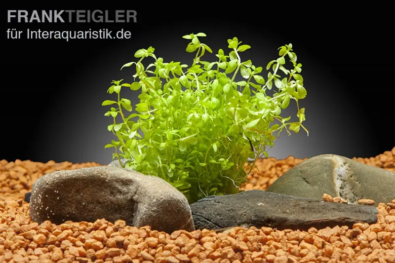 Zierliches Perlenkraut, Hemianthus micranthemoides, im Topf