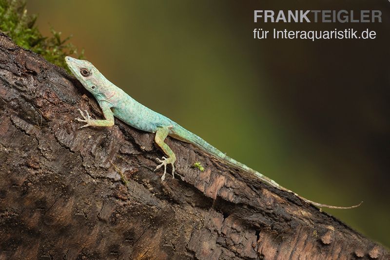 Martinique-Anolis, Anolis roquet roquet, Ohne Geschlechtsauswahl