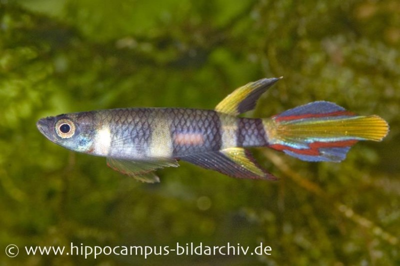 Ringelhechtling, Epiplatys annulatus (Minifisch)