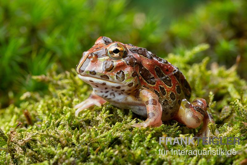 High Red Ornated-Pacman-Frog, Ceratophrys cranwelli High Red ornated