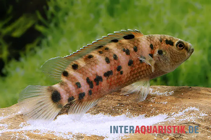 Assam-Blaubarsch, Badis assamensis, 3-5 cm