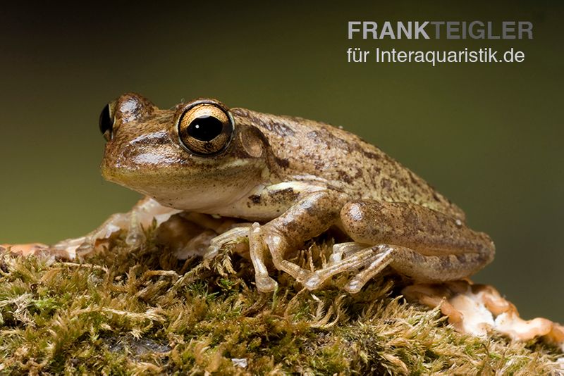 Kuba-Laubfrosch, Osteopilus septentrionalis