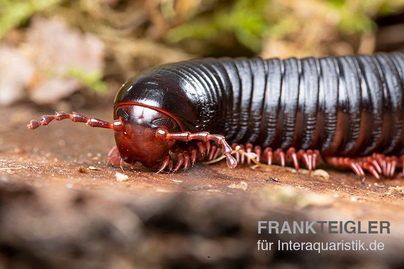 Parilis-Tausendfüßer, Mardonius parilis acuticonus