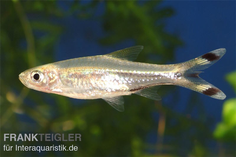 Glasbärbling, Rasbora trilineata