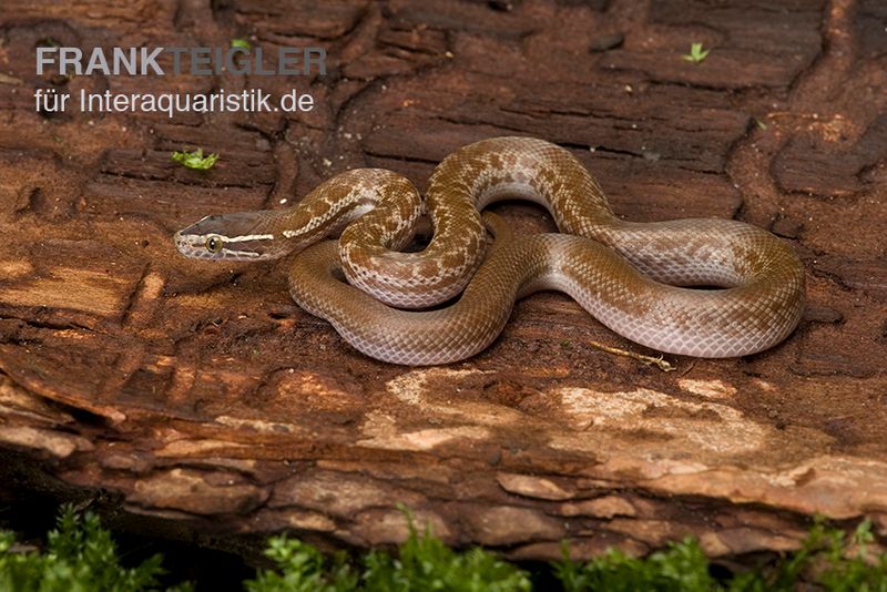 Afrikanische Hausschlange, Lamprophis fuliginosus, Braune Hausschlange