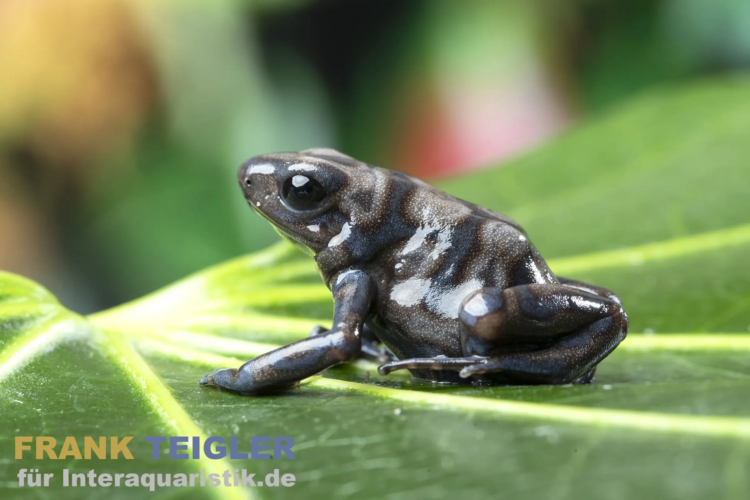 Goldbaumsteiger Peña Blanca, Dendrobates auratus 