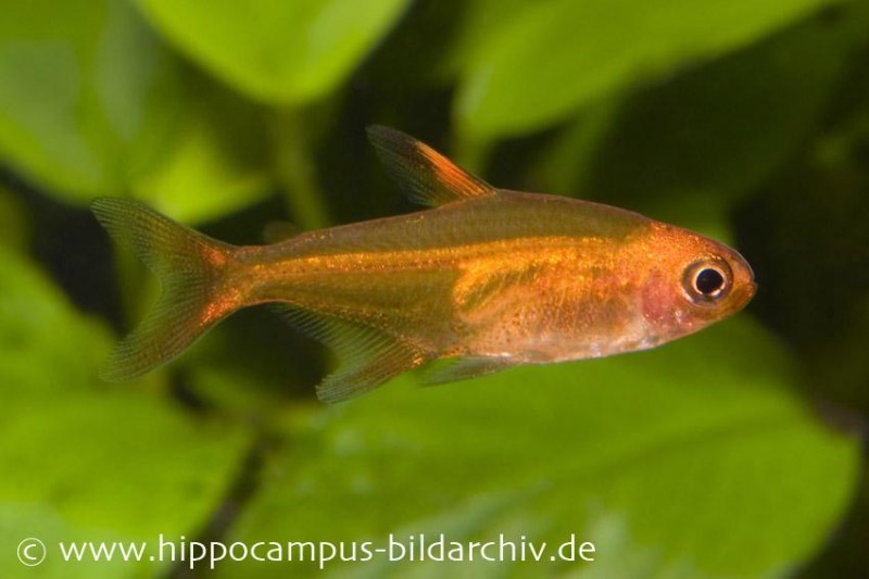 Funkensalmler, Hyphessobrycon amandae (Minifisch)