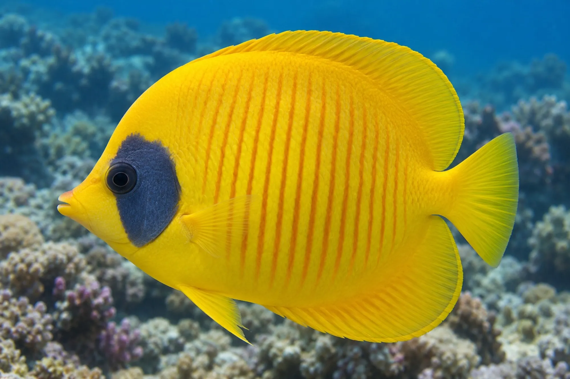 Masken Falterfisch, Chaetodon semilarvatus, ca. 9,0-12,0 cm