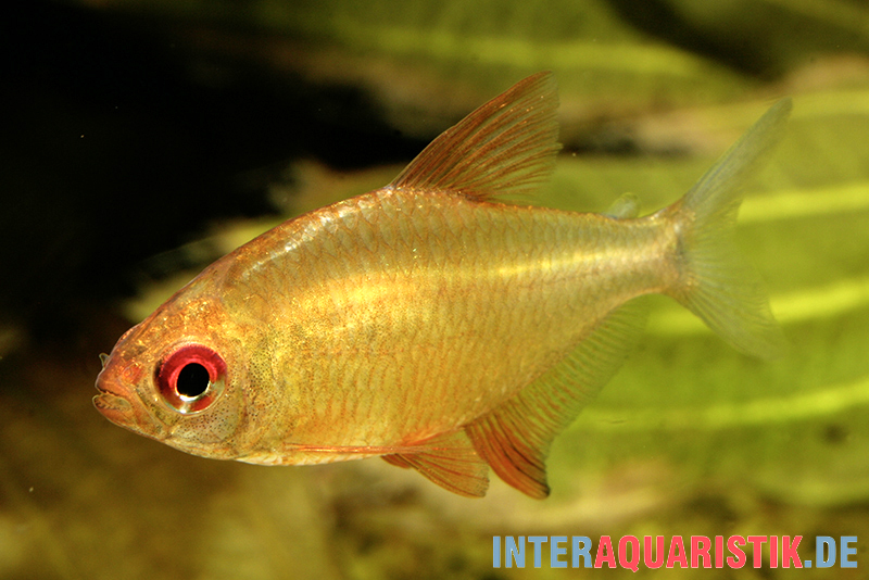 Orangensalmler, Hyphessobrycon cf. pulchripinnis BOLIVIA ORANGE, 5er Gruppe