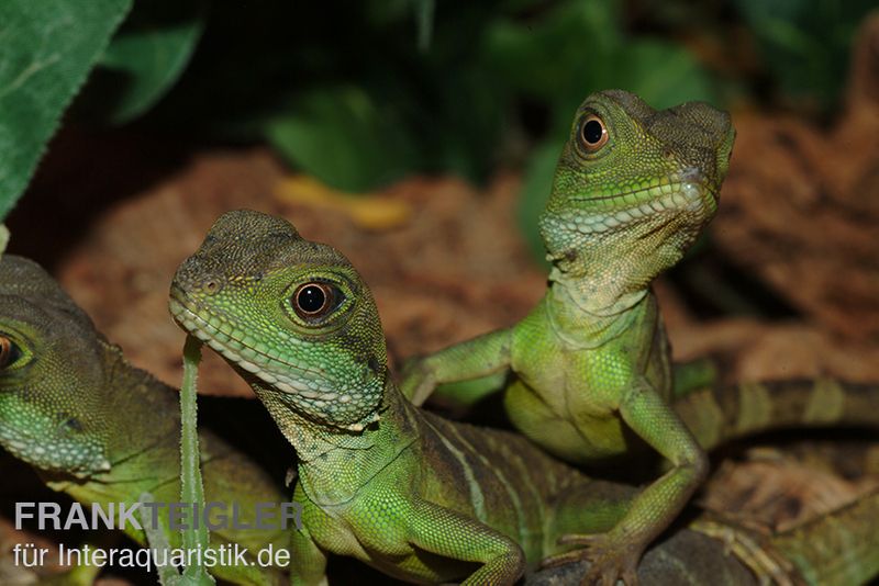 Grüne Wasseragame, Physignathus cocincinus, Paar (1 Männchen + 1 Weibchen)