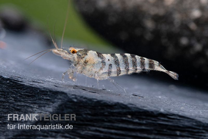 Indische Streifengarnele, Neocaridina babaulti