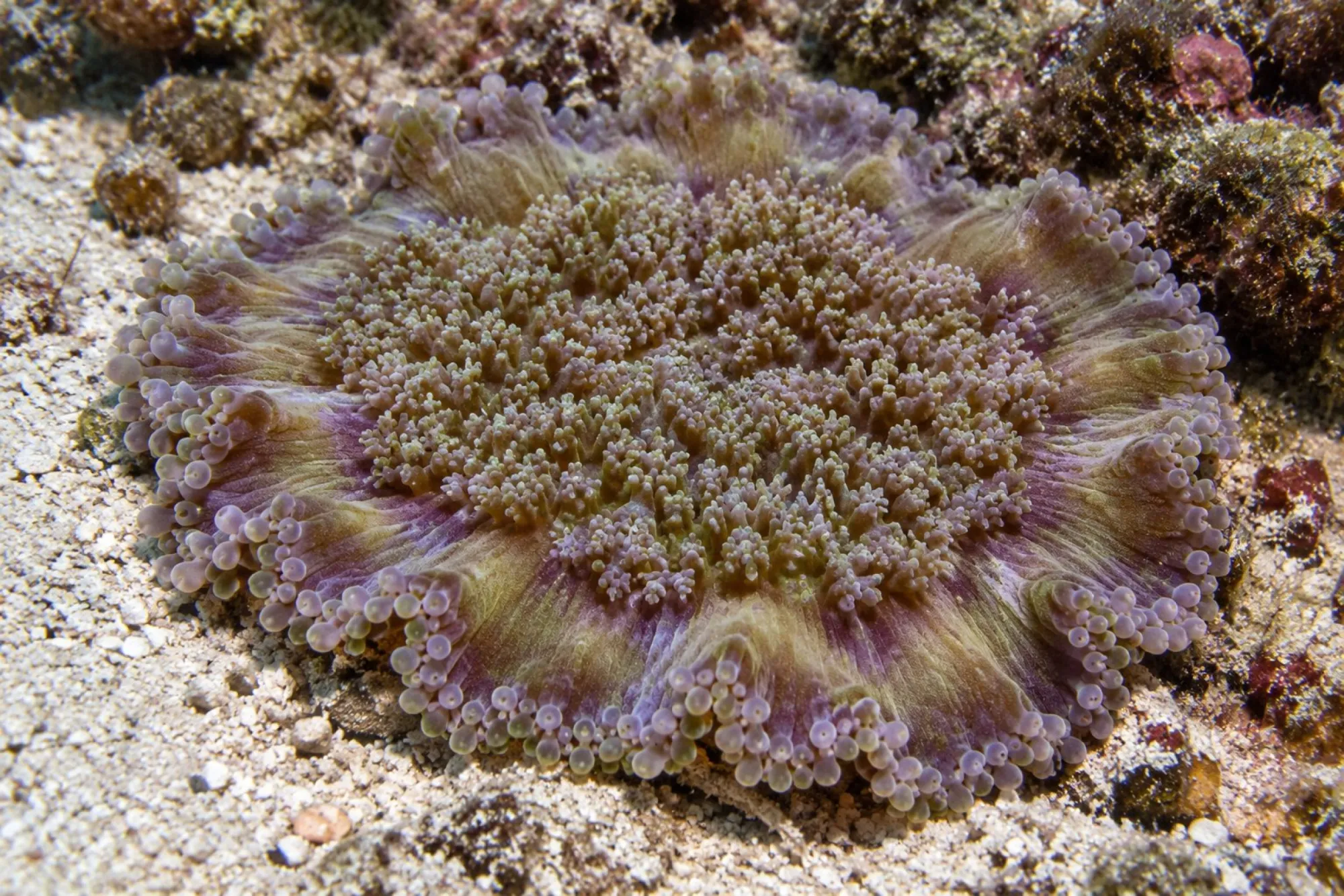 Noppenrand-Anemone, Cryptodendrum adhaesivum, Größe M–L