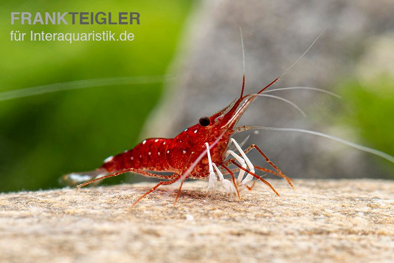 Weißpunkt-Kardinals-Garnele, Caridina spec. White Spot Red Bee