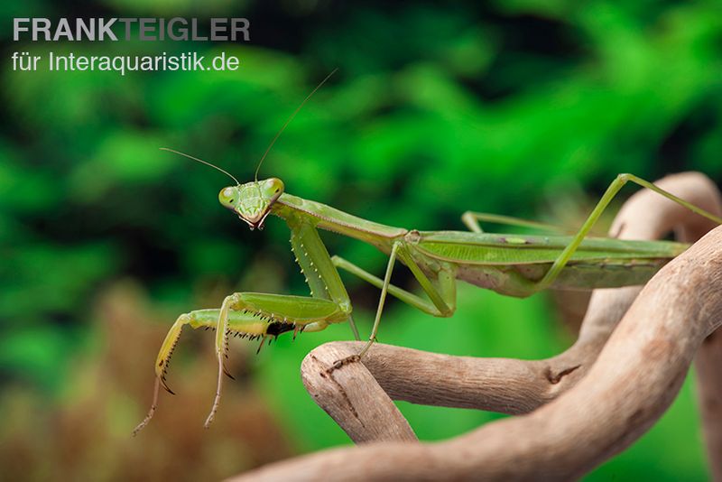 Afrikanische Gottesanbeterin im Mix, Sphodromantis spec.