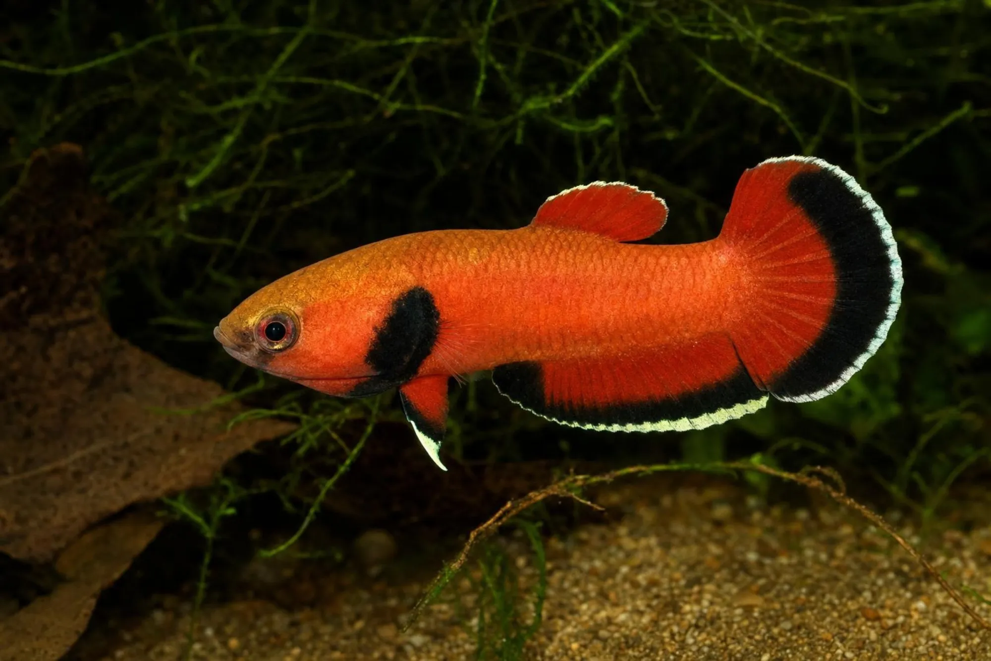 Roter Laubkampffisch „Pampang“, Betta channoides