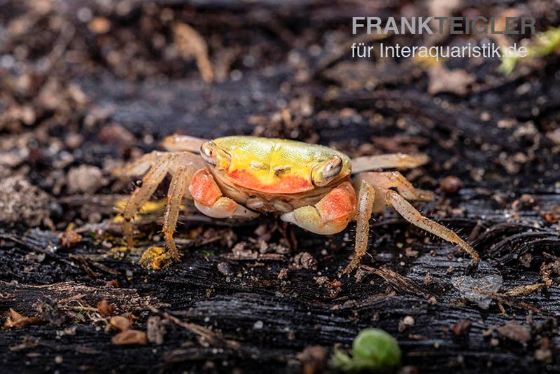 Smaragdkrabbe, Metasesarma spec. "Green Emerald" (Emerald Crab), Zufällig ausgewählt