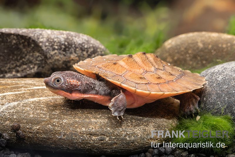 Neuguinea-Schnappschildkröte, Emydura novaeguineae