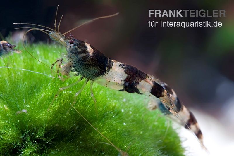 Hummelgarnele, Caridina sp. Hummel