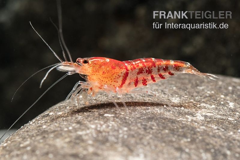 TiBee-Garnele rot, Tigerbiene, Caridina spec.