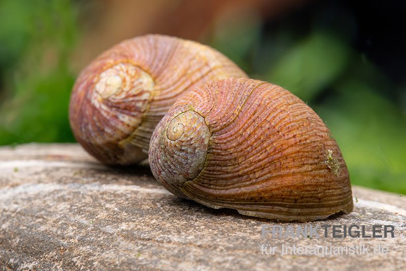 Taiwan Marmor-Rennschnecke, Neritina sp. marmor