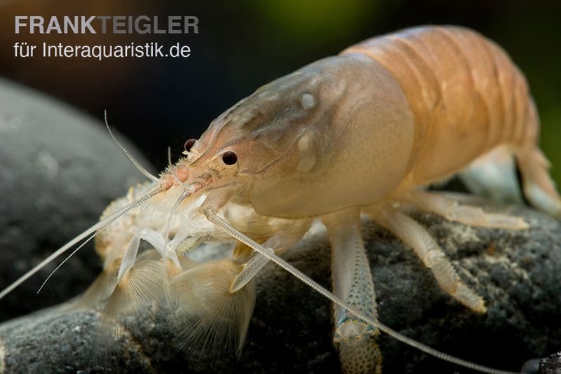 Blaue Monsterfächergarnele, Atya gabonensis, Größe S (3-4 cm)