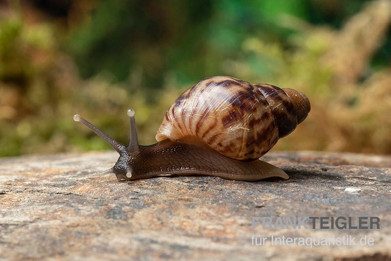 Afrikanische Riesenschnecke, Achatina reticulata "wildfarben", DNZ