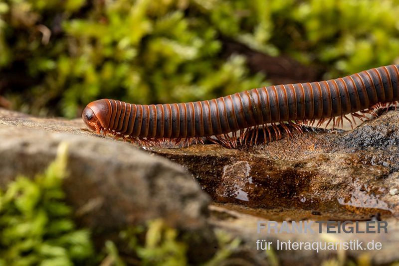 Oranger Piphun-Tausendfüßer, Spirobolus sp. “Orange Piphun”, Jungtier DNZ