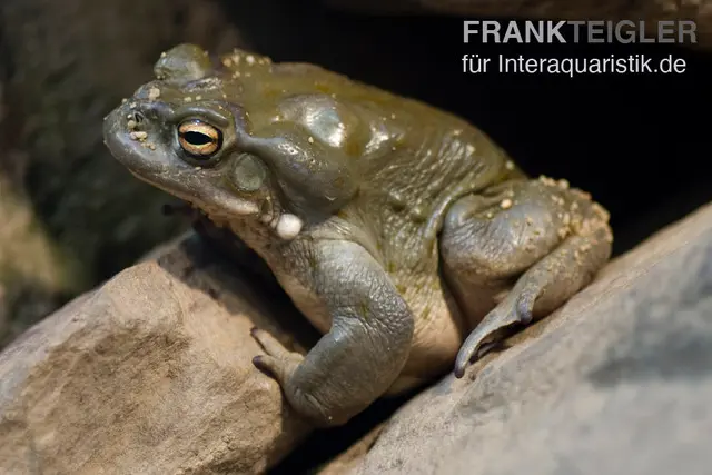 Coloradokröte, Bufo alvarius