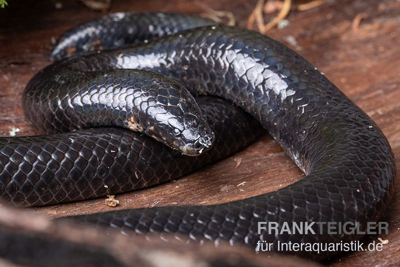 Rotschwanz-Walzenschlange, Cylindrophis ruffus