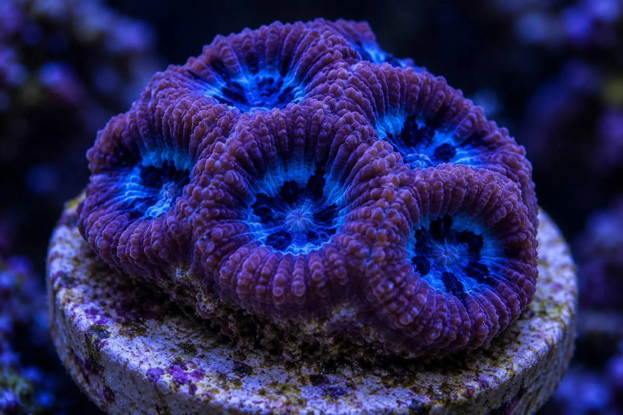 Hirnkoralle „Blue Inked“ (Nachzucht), Favia spec., Größe S–M