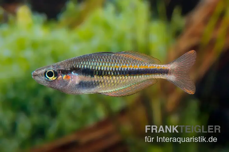 Lake Tebera Regenbogenfisch, Melanotaenia herbertaxelrodi, 4-5 cm NZ