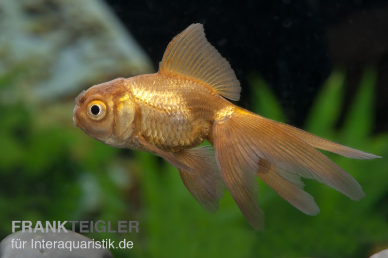 Oranda Kupfer, Carassius auratus (Kaltwasser)