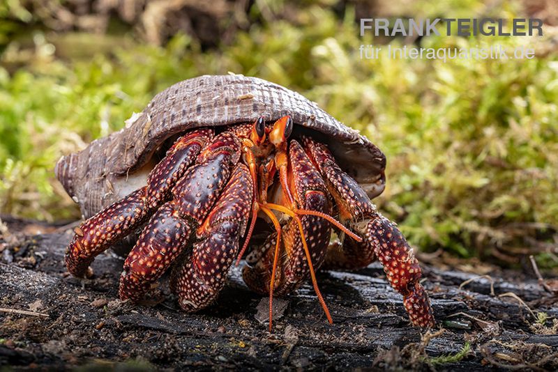 Schwarzer Landeinsiedlerkrebs, Coenobita sp. Black (Größe XL)