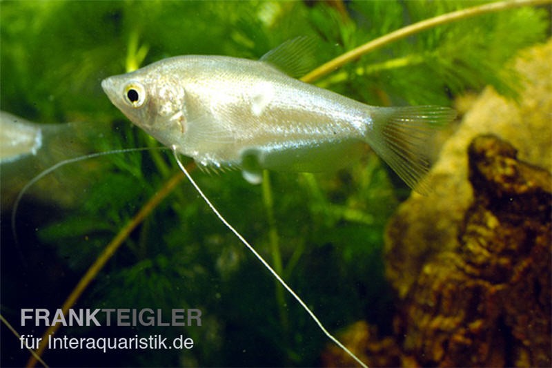 Mondschein-Fadenfisch, Trichogaster microlepis