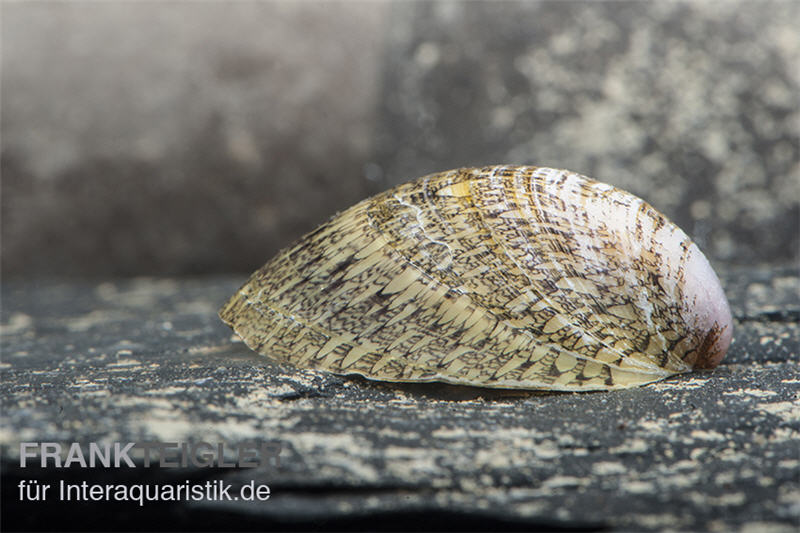 Muschelschnecke, Septaria porcellana