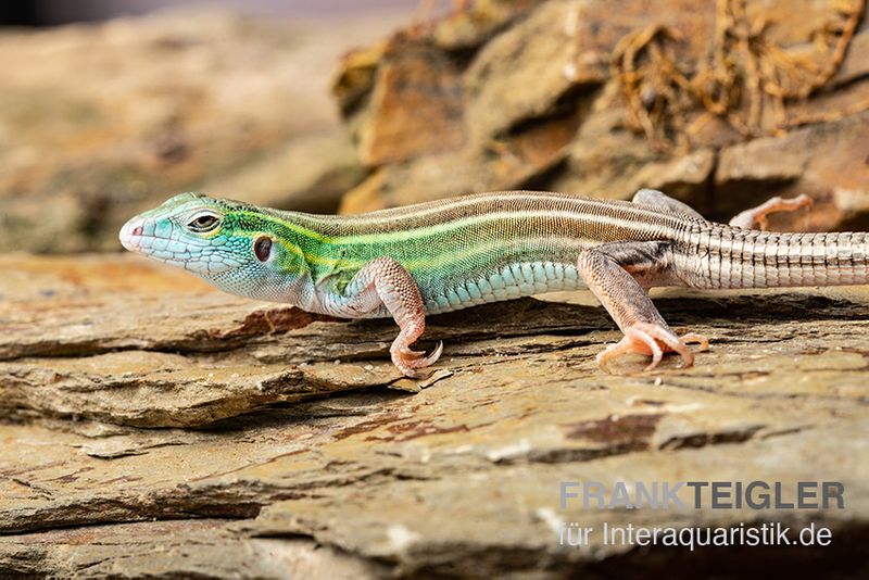 Sechsstreifen-Rennechse, Aspidoscelis sexlineatus