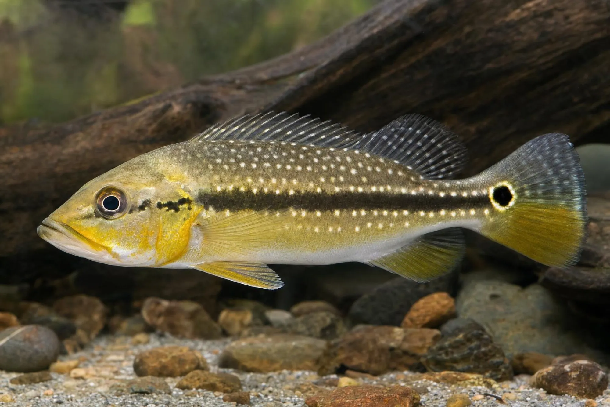 Feuerbrust-Kammbuntbarsch „Fogo“, Cichla mirianae, ca. 5,0-7,0 cm