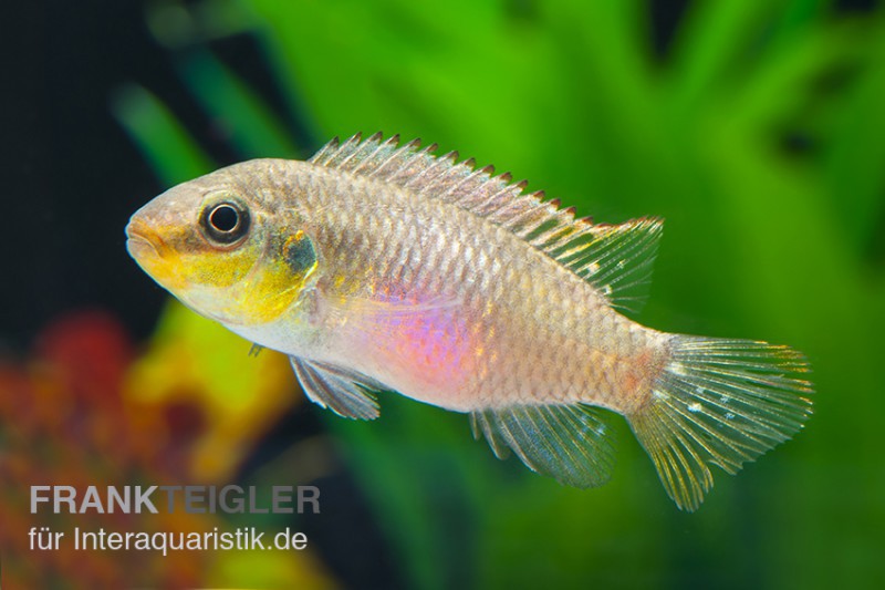 Augenfleck-Prachtbarsch, Pelvicachromis subocellatus matadi, paarweise