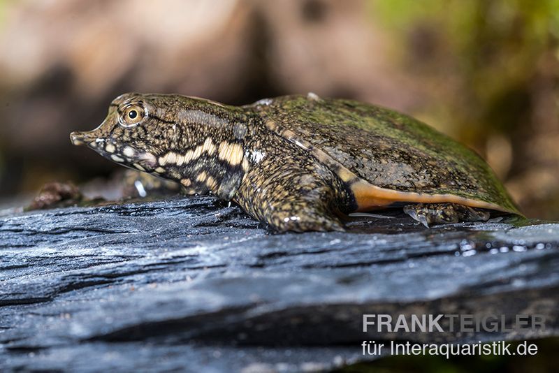 Chinesische Weichschildkröte, Pelodiscus sinensis