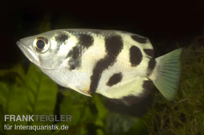 Gefleckter Schützenfisch, Toxotes chatareus, 6-8 cm