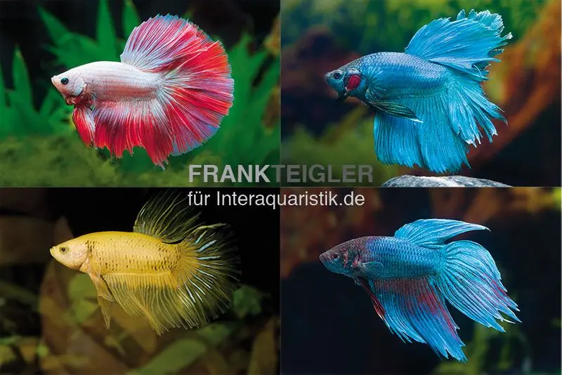 Kampffisch Männchen, Fancy Mix, HQ, Betta splendens
