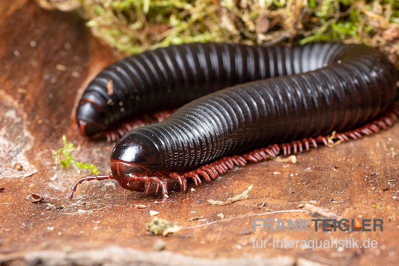 Parilis-Tausendfüßer, Mardonius parilis acuticonus