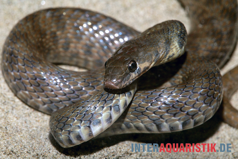 Geoffroy-Renner, Platyceps florulentus