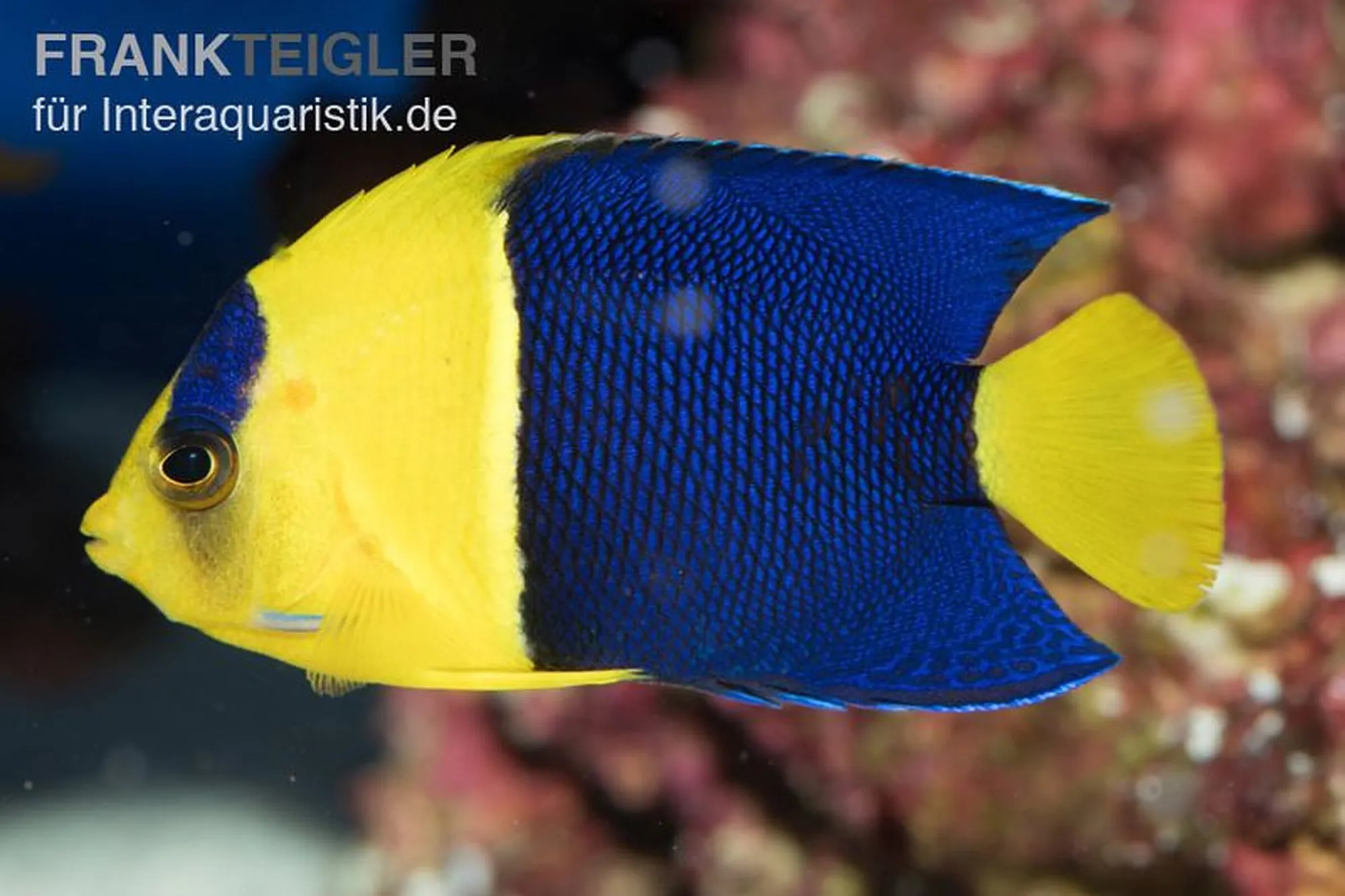 Blaugelber Zwergkaiserfisch, Centropyge bicolor, ca. 4,0-5,0 cm