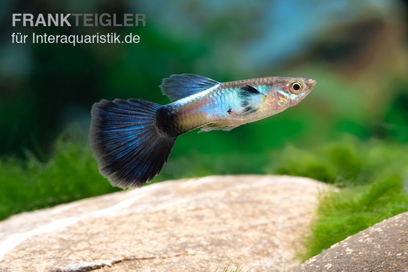 Guppy Blue Queen, Poecilia reticulata, Männchen