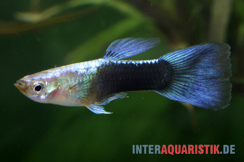 Guppy Turquoise Blue, Poecilia reticulata, Männchen